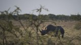 La Namibie envoie des renforts militaires pour combattre un important incendie dans la réserve (…)